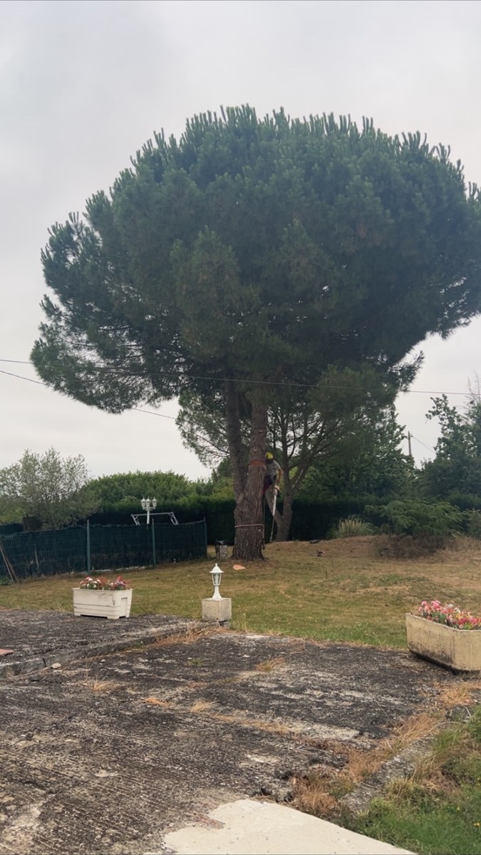 Avant travaux d'élagage