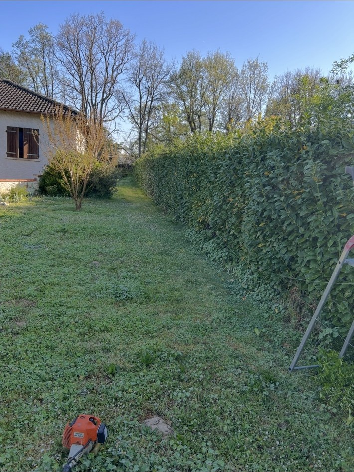 Avant taille de haie